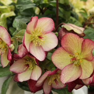 HGC&reg; Ice N' Roses&reg; Rosado Hellebore flowers