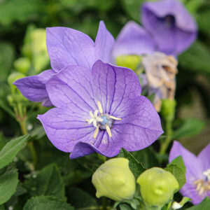 Twinkle&trade; Blue Balloon Flower flowers