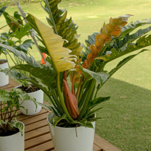 Ring of Fire Philodendron