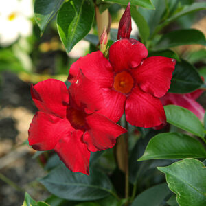 Sun Parasol&reg; Garden Crimson Mandevilla flowers
