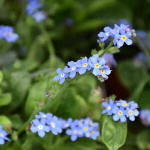 Bluesylva Forget-Me-Not flowers