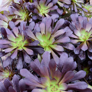 Schwarzkopf Stonecrop foliage