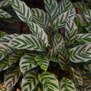 Peacock Plant foliage