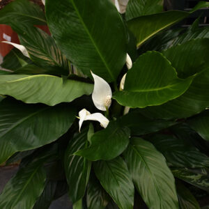 Peace Lily in bloom