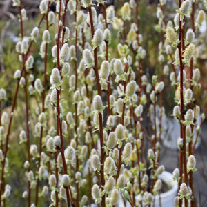 Pussy Willow flowers