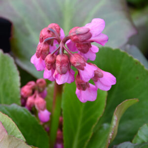 Bressingham Ruby Bergenia flowers