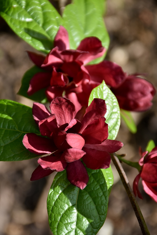 Hartlage Wine Sweetshrub flowers