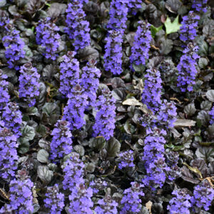 Black Scallop Bugleweed flowers