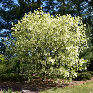 White Fringetree in bloom