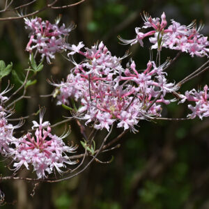 Piedmont Azalea flowers