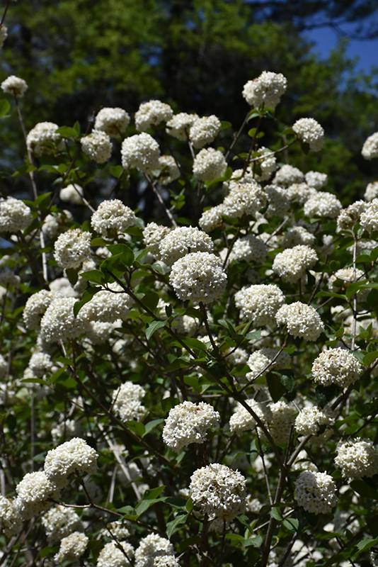 Fragrant Viburnum flowers