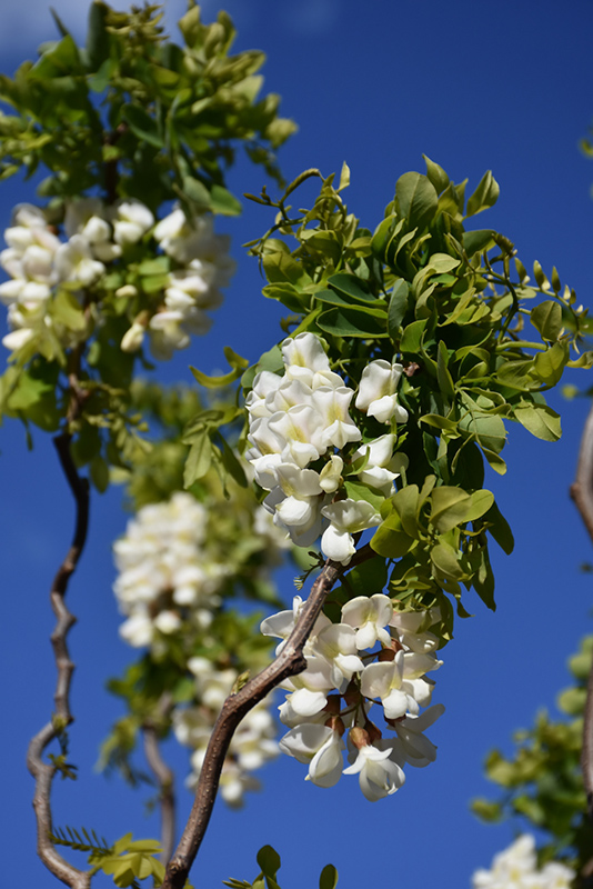 Twisted Baby® Black Locust flowers