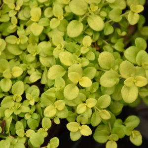 Sunshine Creeping Speedwell foliage