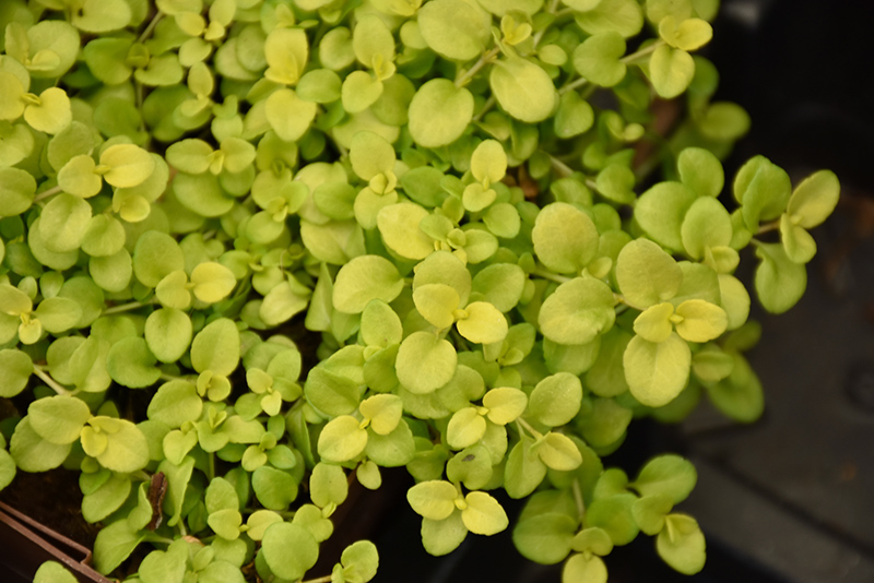 Sunshine Creeping Speedwell foliage