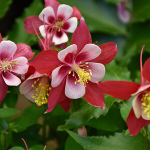 Origami Red and White Columbine flowers