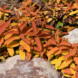 Brigadoon St. John's Wort