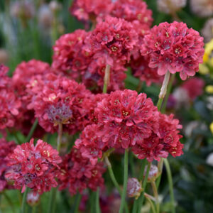 Ballerina Red False Sea Thrift flowers