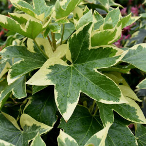 Bush Ivy foliage