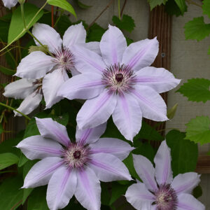 Nelly Moser Clematis flowers