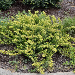 All Gold Shore Juniper