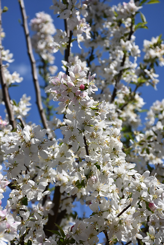 Sugar Tyme Flowering Crab flowers