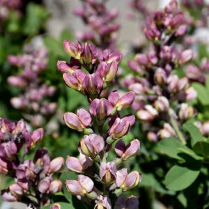Decadence&reg; Pink Truffles False Indigo flowers
