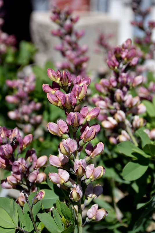 Decadence® Pink Truffles False Indigo flowers