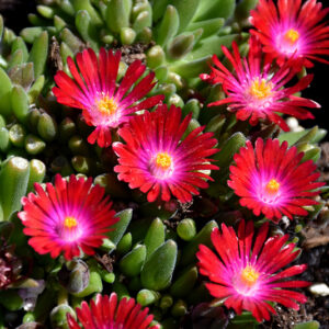 Jewel Of Desert Garnet Ice Plant flowers