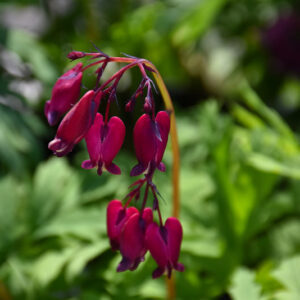 Bacchanal Pacific Bleeding Heart flowers