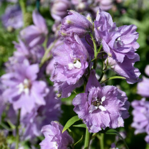 Magic Fountains Cherry Blossom Larkspur flowers