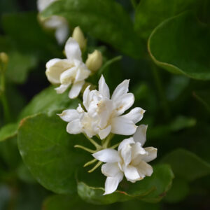 Belle Of India Jasmine flowers