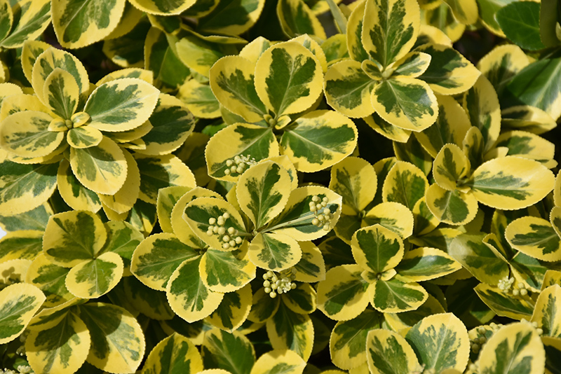 Gold Splash® Wintercreeper flower buds
