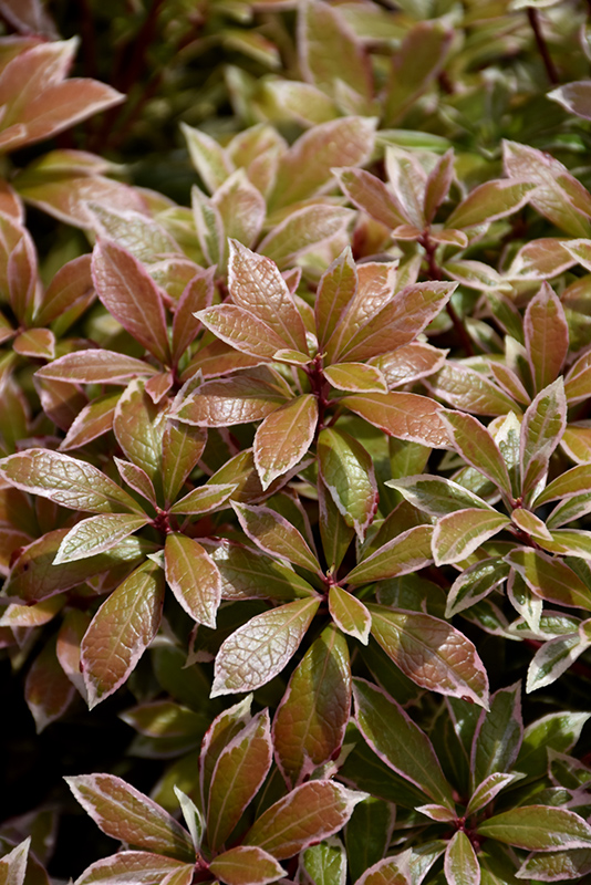 Little Heath Japanese Pieris foliage