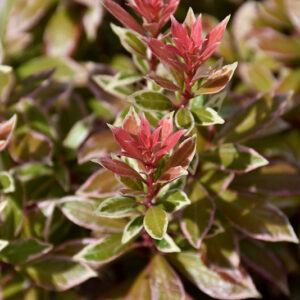 Little Heath Japanese Pieris foliage