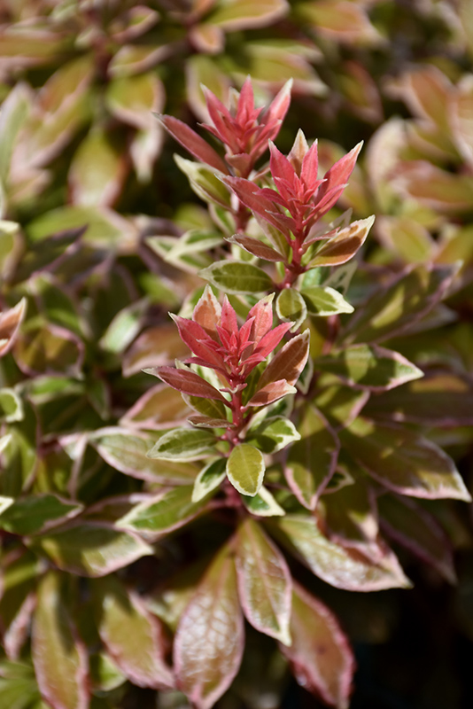 Little Heath Japanese Pieris foliage