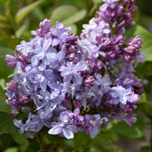 Nadezhda Lilac flowers