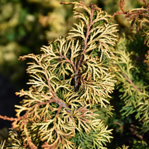 Golden Nymph Hinoki Falsecypress foliage