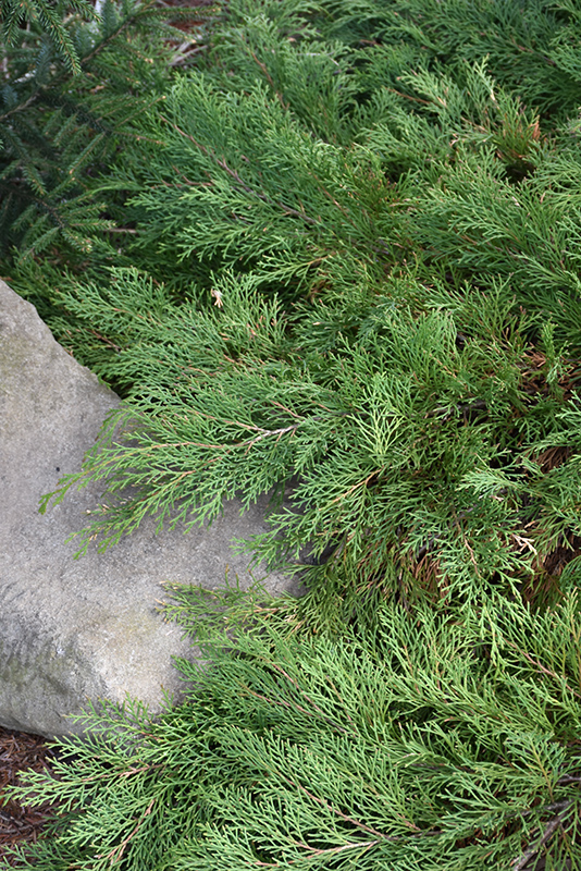 Celtic Pride® Siberian Cypress foliage