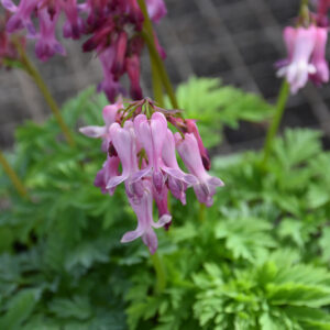 Bleeding Heart flowers
