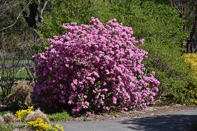 P.J.M. Elite Rhododendron in bloom