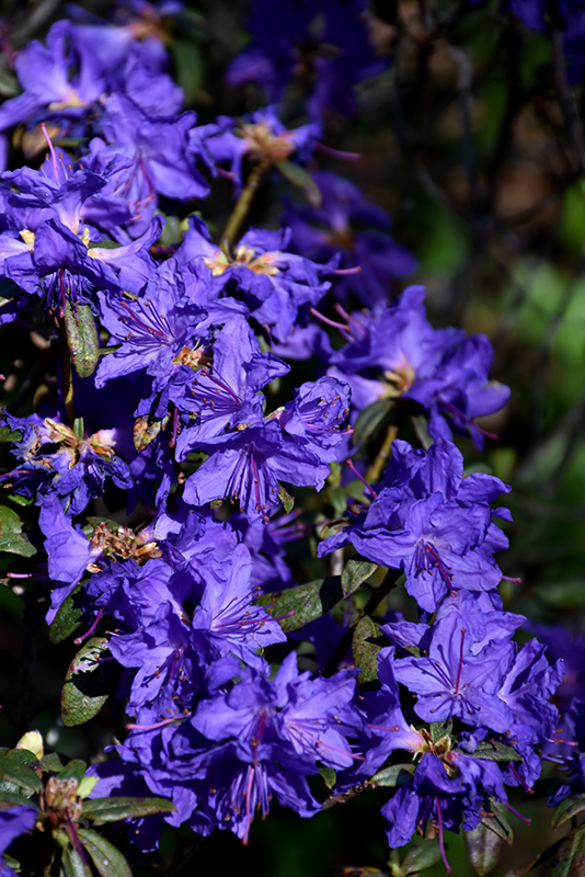 Blue Baron Rhododendron flowers