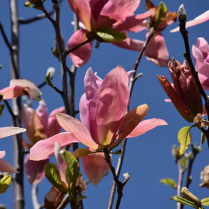 Daybreak Magnolia flowers