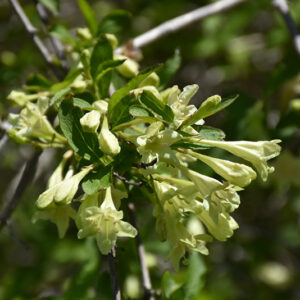 Weigela flowers