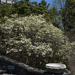 Dwarf Fothergilla in bloom