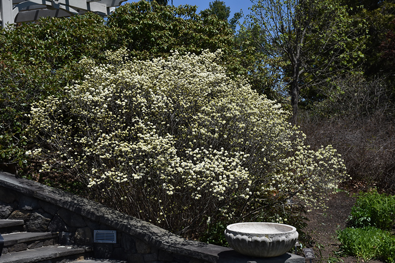 Dwarf Fothergilla in bloom