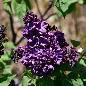 Agincourt Beauty Lilac flowers