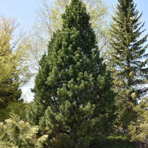 Swiss Stone Pine