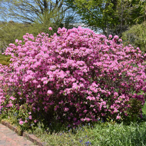 Olga Mezitt Rhododendron in bloom
