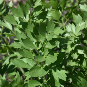 Lovage foliage