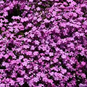 Emerald Pink Moss Phlox flowers